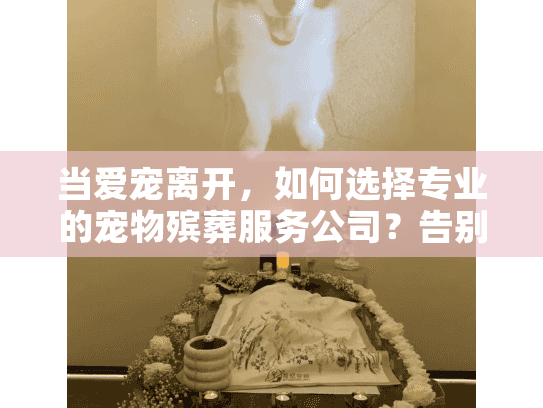 当爱宠离开，如何选择专业的宠物殡葬服务公司？告别流程全指南