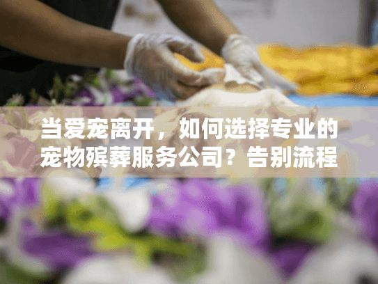 当爱宠离开，如何选择专业的宠物殡葬服务公司？告别流程全指南