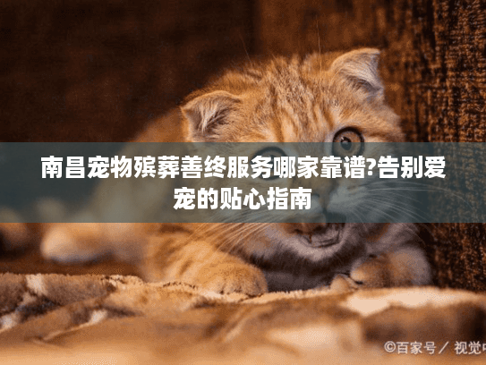 南昌宠物殡葬善终服务哪家靠谱?告别爱宠的贴心指南
