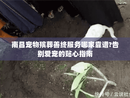南昌宠物殡葬善终服务哪家靠谱?告别爱宠的贴心指南