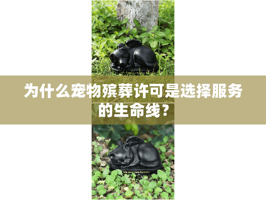 为什么宠物殡葬许可是选择服务的生命线？