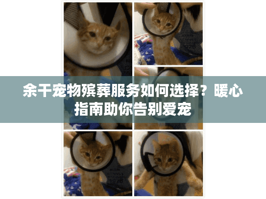 余干宠物殡葬服务如何选择？暖心指南助你告别爱宠