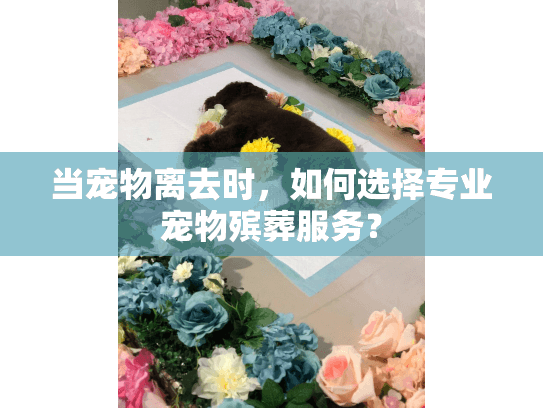 当宠物离去时，如何选择专业宠物殡葬服务？