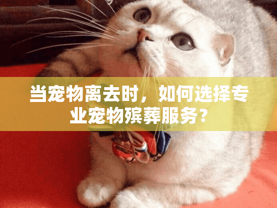 当宠物离去时，如何选择专业宠物殡葬服务？