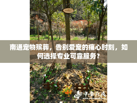 南通宠物殡葬，告别爱宠的痛心时刻，如何选择专业可靠服务？