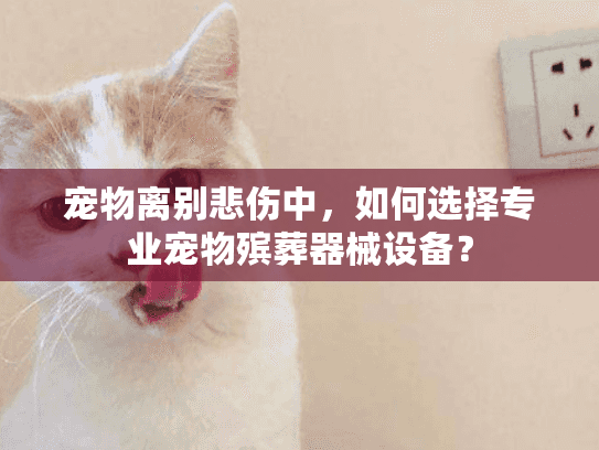 宠物离别悲伤中，如何选择专业宠物殡葬器械设备？