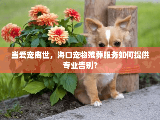 当爱宠离世，海口宠物殡葬服务如何提供专业告别？