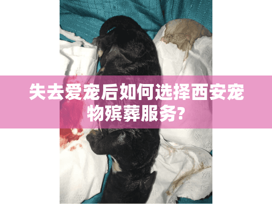 失去爱宠后如何选择西安宠物殡葬服务?