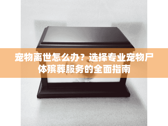 宠物离世怎么办？选择专业宠物尸体殡葬服务的全面指南
