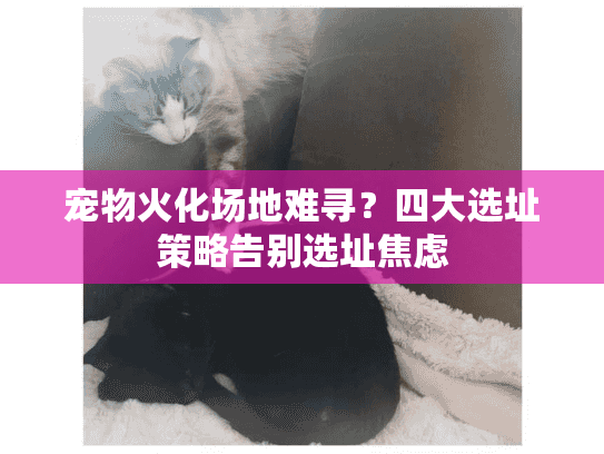 宠物火化场地难寻？四大选址策略告别选址焦虑