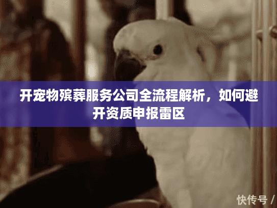 开宠物殡葬服务公司全流程解析，如何避开资质申报雷区