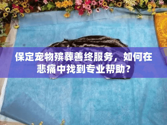 保定宠物殡葬善终服务，如何在悲痛中找到专业帮助？