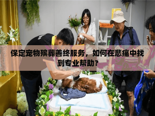 保定宠物殡葬善终服务，如何在悲痛中找到专业帮助？