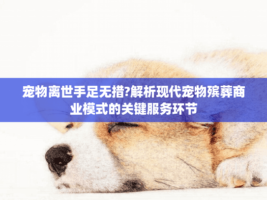 宠物离世手足无措?解析现代宠物殡葬商业模式的关键服务环节