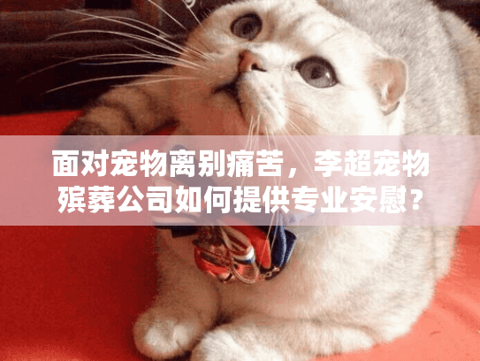面对宠物离别痛苦，李超宠物殡葬公司如何提供专业安慰？