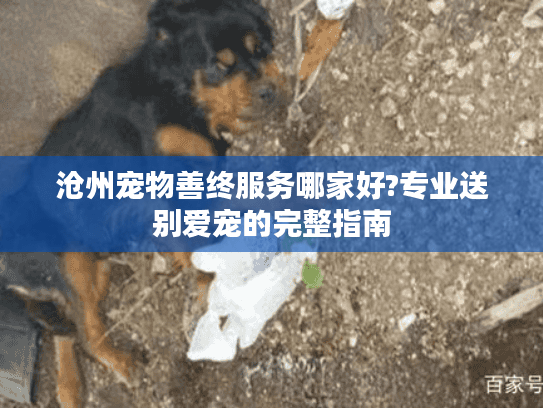 沧州宠物善终服务哪家好?专业送别爱宠的完整指南