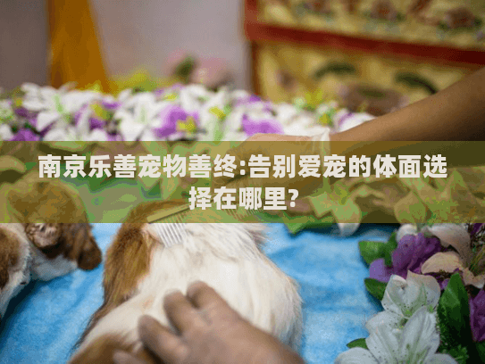 南京乐善宠物善终:告别爱宠的体面选择在哪里?