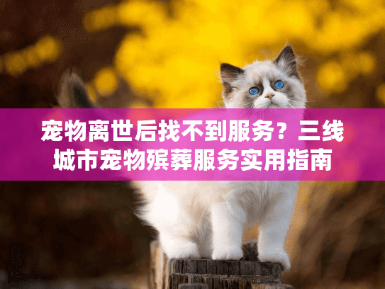宠物离世后找不到服务？三线城市宠物殡葬服务实用指南