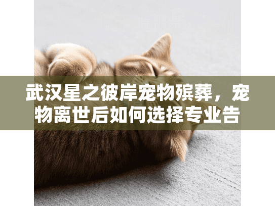 武汉星之彼岸宠物殡葬，宠物离世后如何选择专业告别服务？