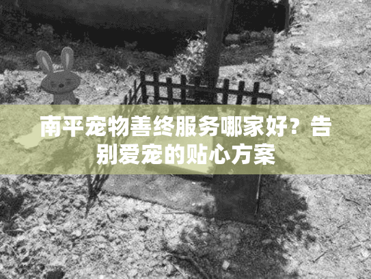 南平宠物善终服务哪家好？告别爱宠的贴心方案