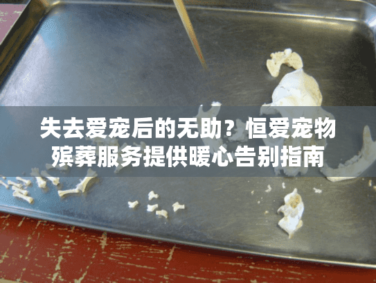 失去爱宠后的无助？恒爱宠物殡葬服务提供暖心告别指南