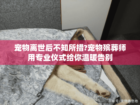 宠物离世后不知所措?宠物殡葬师用专业仪式给你温暖告别