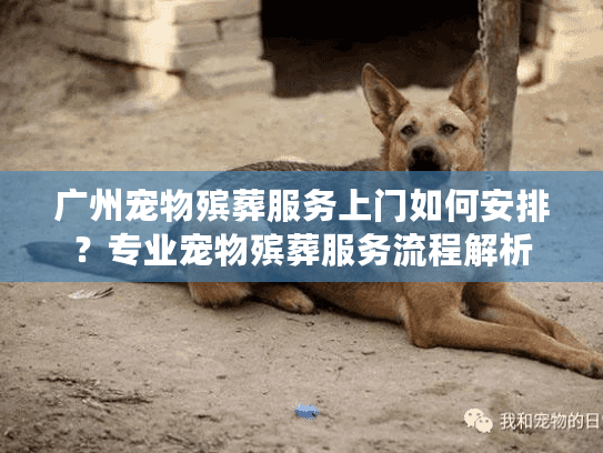 广州宠物殡葬服务上门如何安排？专业宠物殡葬服务流程解析