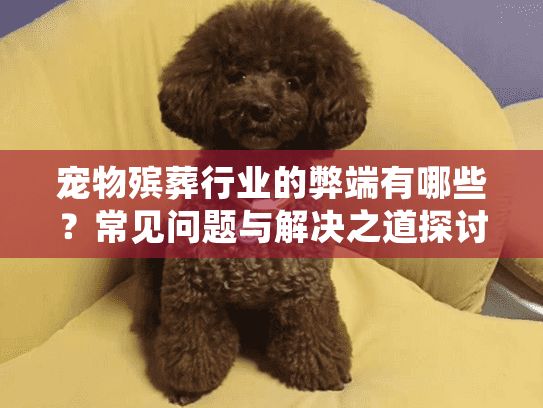 宠物殡葬行业的弊端有哪些？常见问题与解决之道探讨
