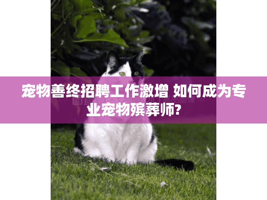 宠物善终招聘工作激增 如何成为专业宠物殡葬师?