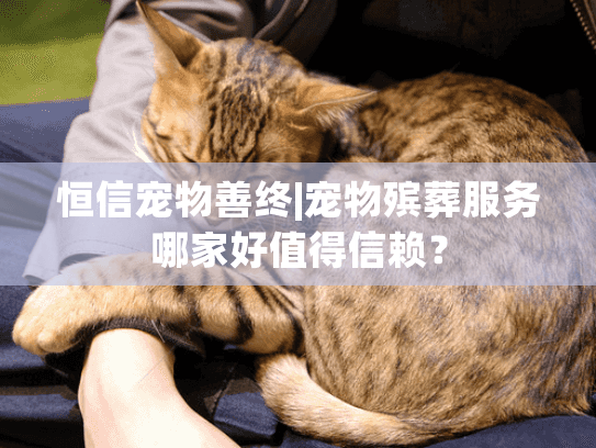 恒信宠物善终|宠物殡葬服务哪家好值得信赖？