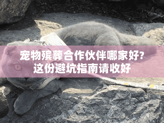 宠物殡葬合作伙伴哪家好?这份避坑指南请收好