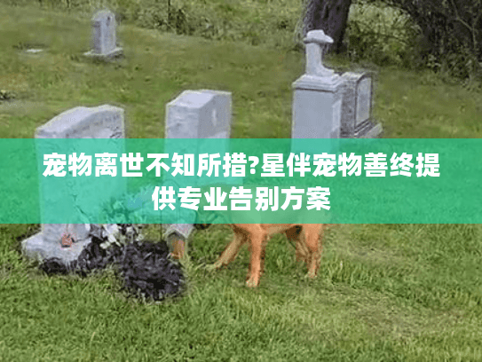宠物离世不知所措?星伴宠物善终提供专业告别方案
