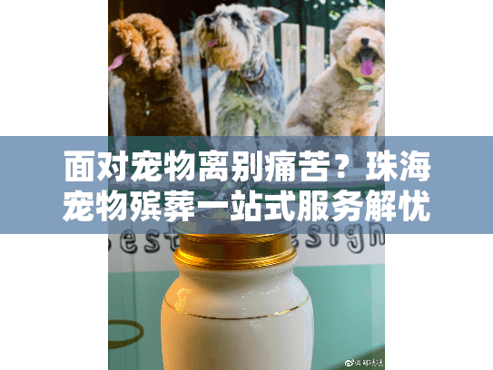 面对宠物离别痛苦？珠海宠物殡葬一站式服务解忧指南