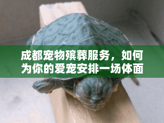 成都宠物殡葬服务，如何为你的爱宠安排一场体面的告别？
