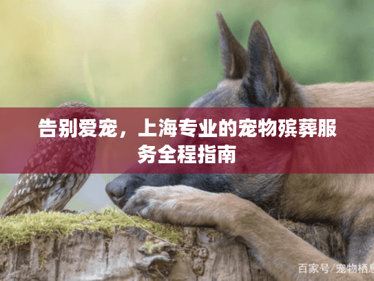 告别爱宠，上海专业的宠物殡葬服务全程指南