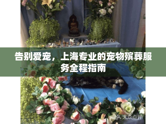 告别爱宠，上海专业的宠物殡葬服务全程指南