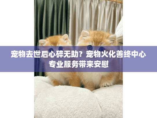 宠物去世后心碎无助？宠物火化善终中心专业服务带来安慰