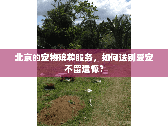 北京的宠物殡葬服务，如何送别爱宠不留遗憾？