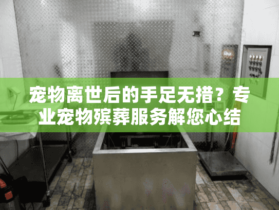 宠物离世后的手足无措？专业宠物殡葬服务解您心结