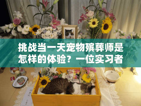 挑战当一天宠物殡葬师是怎样的体验？一位实习者的真实记录