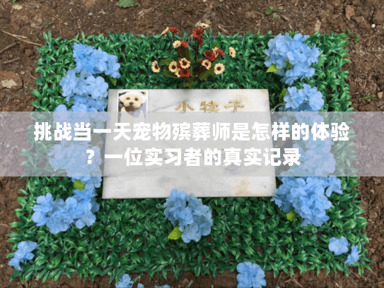 挑战当一天宠物殡葬师是怎样的体验？一位实习者的真实记录