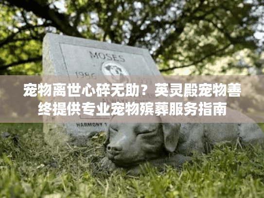 宠物离世心碎无助？英灵殿宠物善终提供专业宠物殡葬服务指南