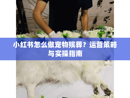 小红书怎么做宠物殡葬？运营策略与实操指南