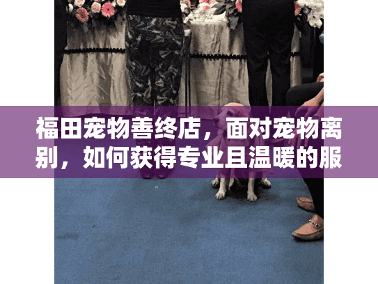 福田宠物善终店，面对宠物离别，如何获得专业且温暖的服务？