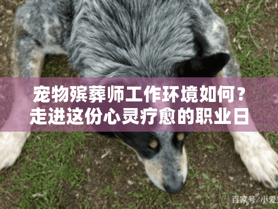 宠物殡葬师工作环境如何？走进这份心灵疗愈的职业日常