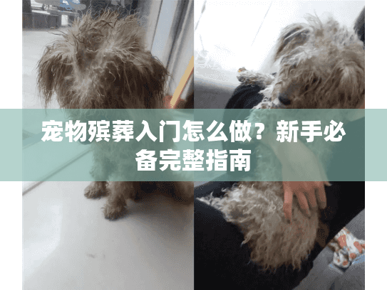 宠物殡葬入门怎么做？新手必备完整指南