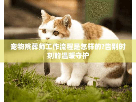 宠物殡葬师工作流程是怎样的?告别时刻的温暖守护