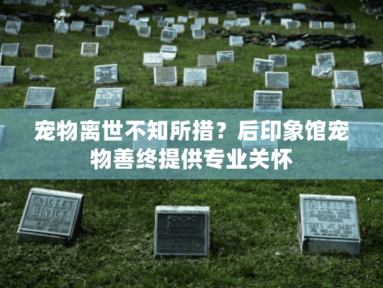 宠物离世不知所措？后印象馆宠物善终提供专业关怀