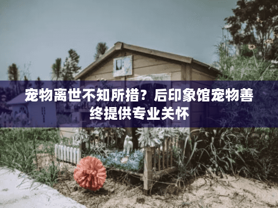 宠物离世不知所措？后印象馆宠物善终提供专业关怀