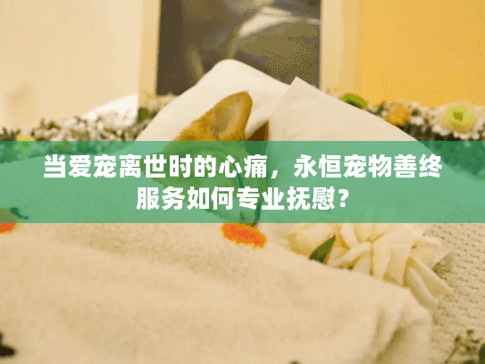当爱宠离世时的心痛，永恒宠物善终服务如何专业抚慰？